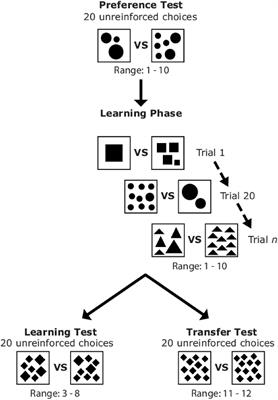 Numerosity Categorization by Parity in an Insect and Simple Neural Network